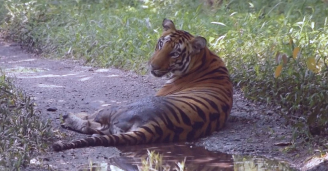 Bengal Tiger at Bengal Safari in Siliguri